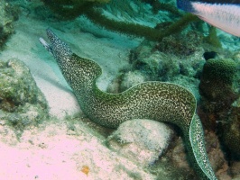 Spotted Moray Eel IMG 7562